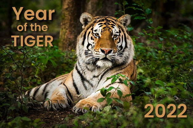Happy Lunar New Year Celebrating the Year of the Tiger. The tiger is the symbol of bravery, wisdom and strength